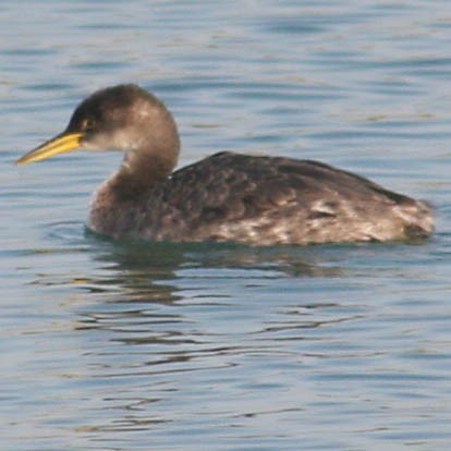 Red-necked Grebe - ML20587491