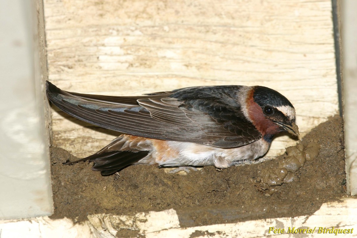 Cliff Swallow (pyrrhonota Group) - Pete Morris