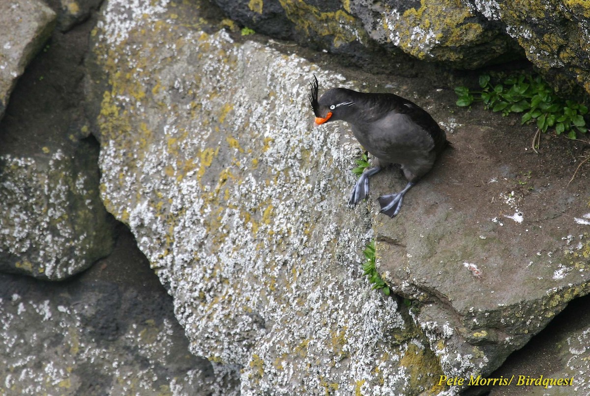 Crested Auklet - Pete Morris