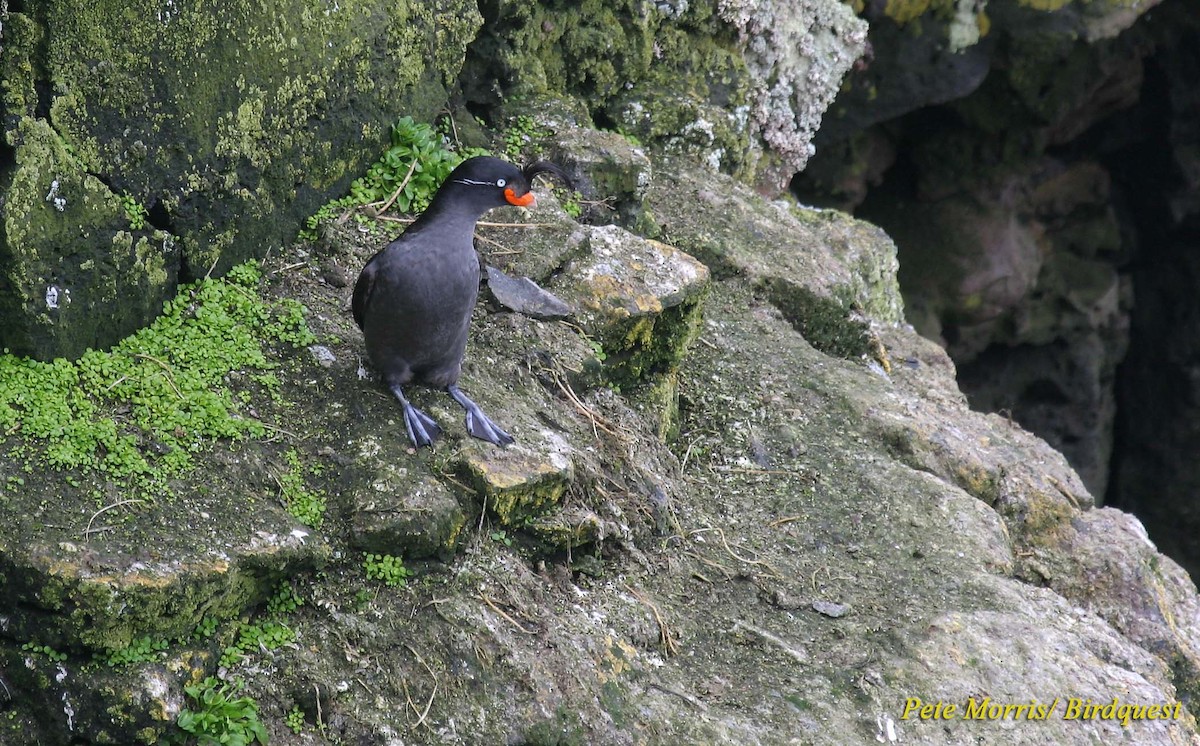 Crested Auklet - Pete Morris