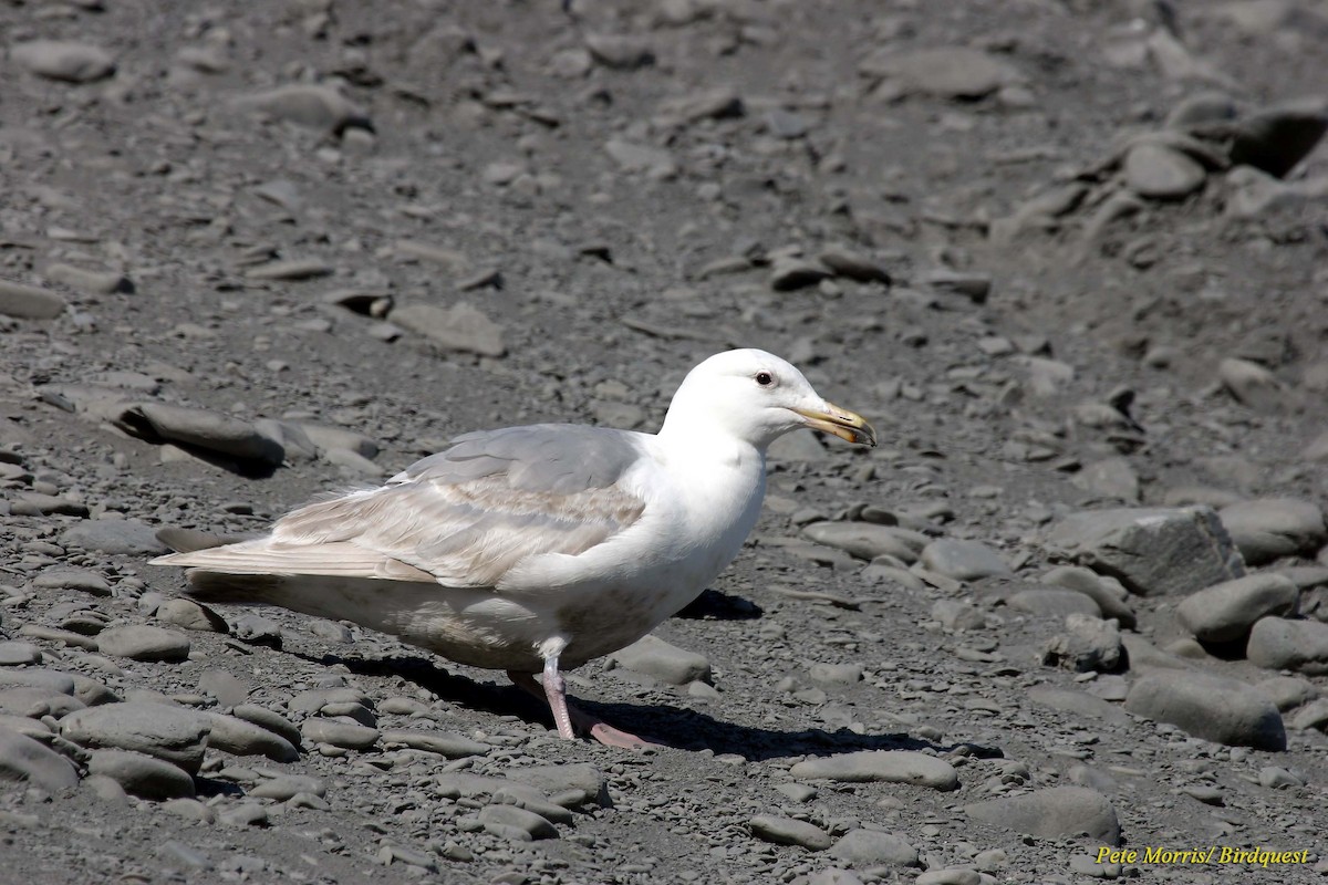 Glaucous-winged Gull - Pete Morris