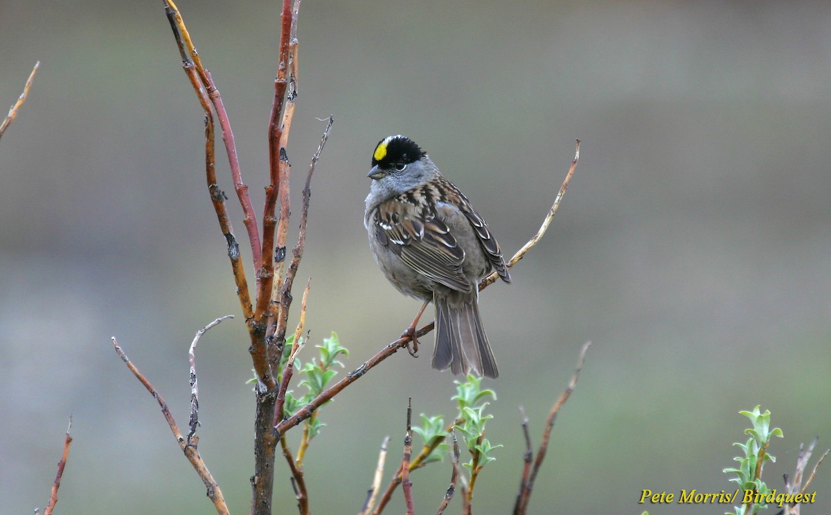 Golden-crowned Sparrow - Pete Morris