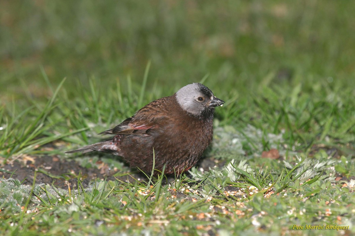 Gray-crowned Rosy-Finch - Pete Morris