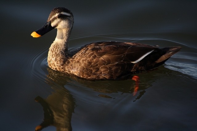 Eastern Spot-billed Duck - Rémi Bigonneau