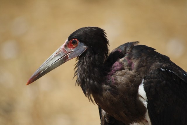 Abdim's Stork - Rémi Bigonneau