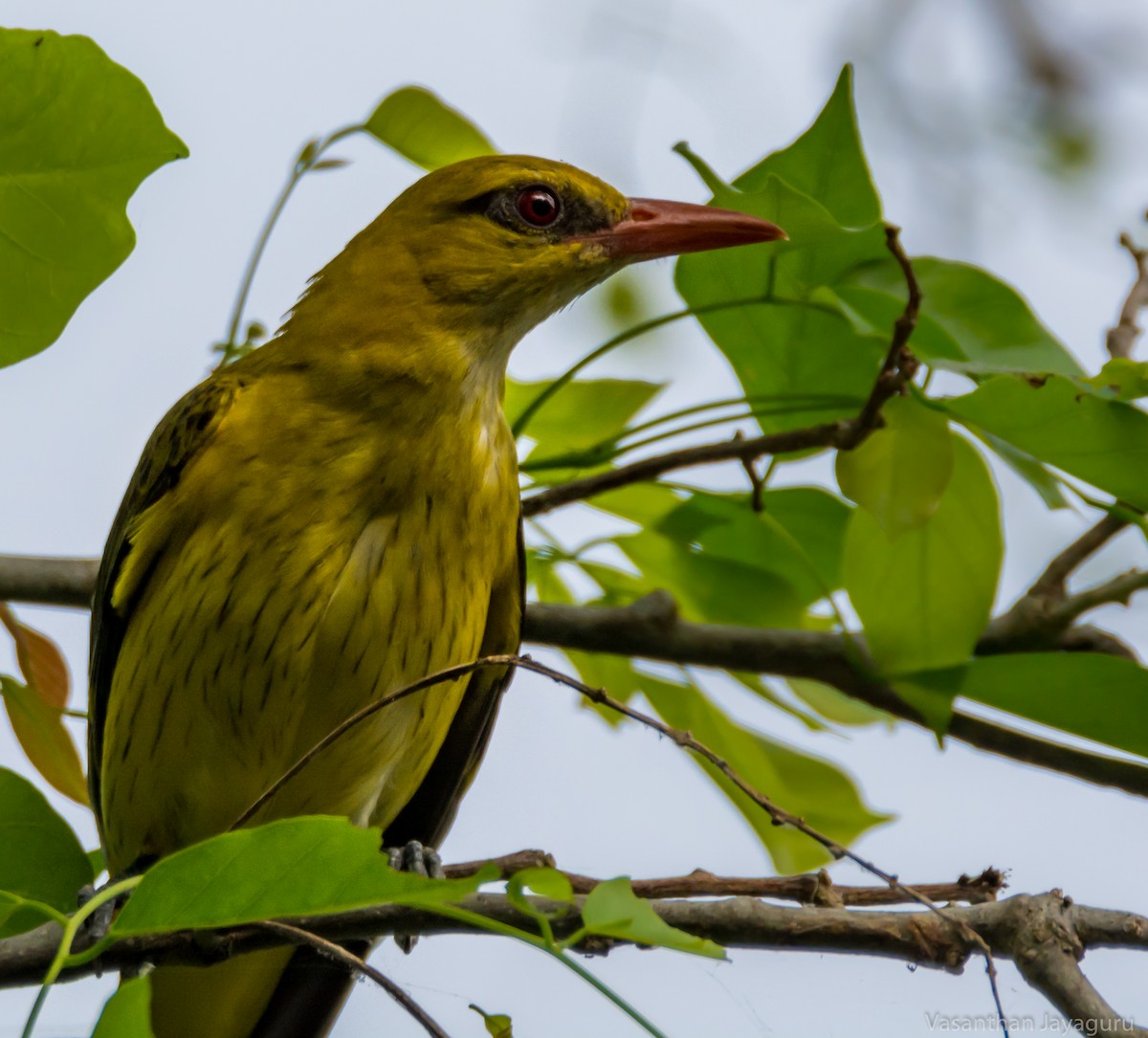Indian Golden Oriole - ML205875991