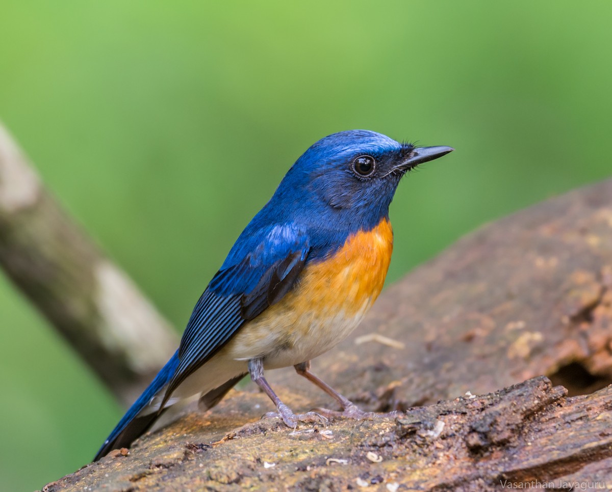 Blue-throated Flycatcher - Vasanthan jayaguru