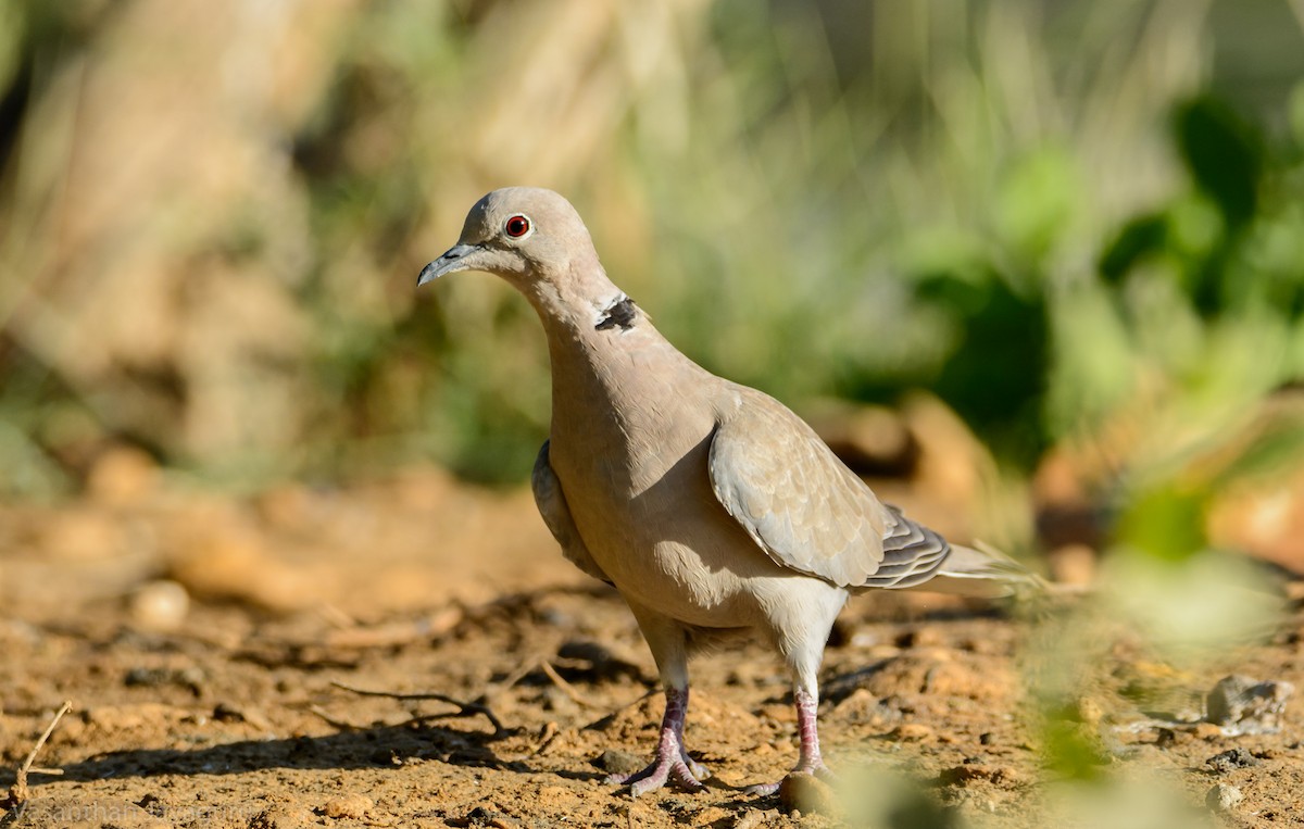 Eurasian Collared-Dove - Vasanthan jayaguru
