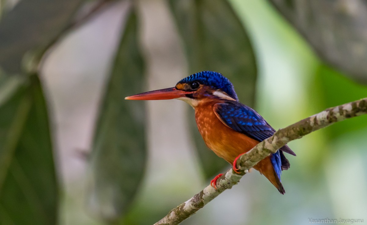Blue-eared Kingfisher - Vasanthan jayaguru