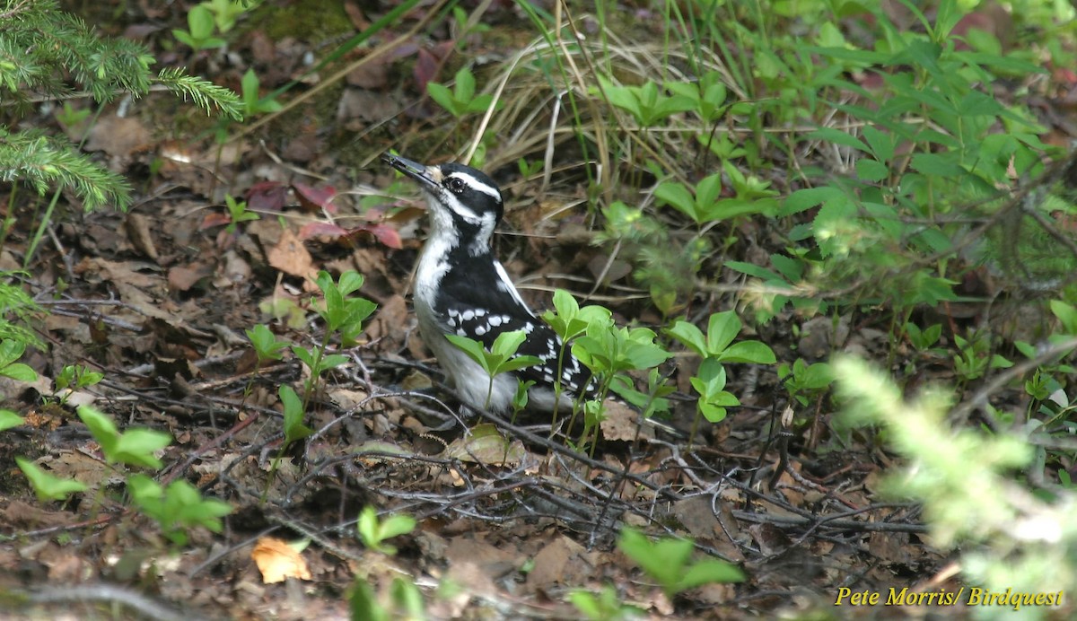 Hairy Woodpecker (Eastern) - Pete Morris