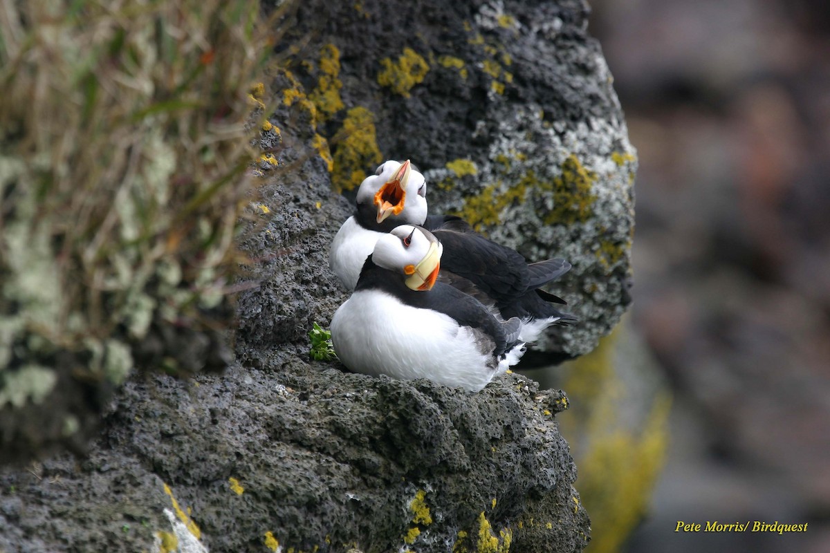 Horned Puffin - Pete Morris