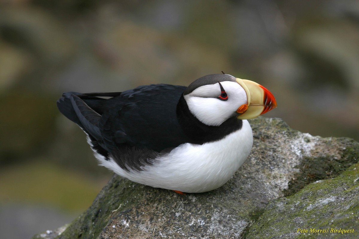 Horned Puffin - Pete Morris