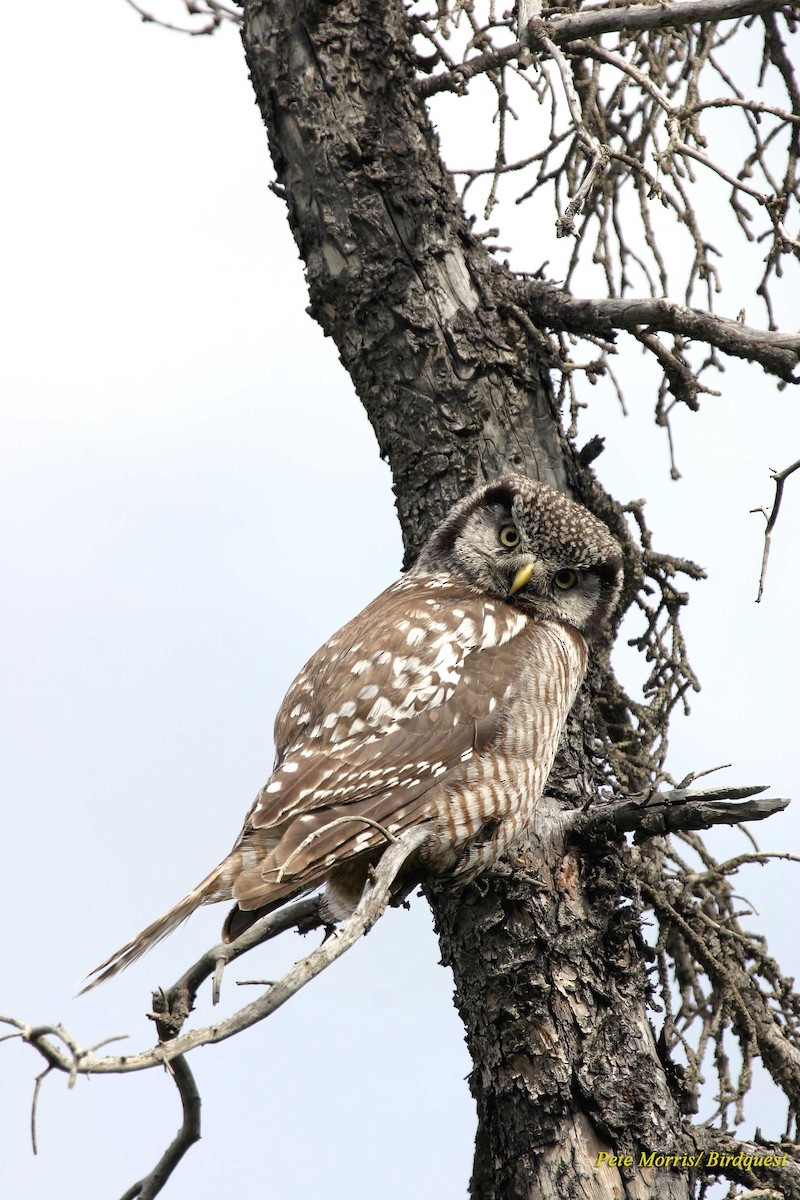 Northern Hawk Owl (American) - Pete Morris