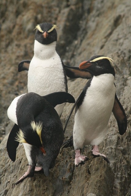 Fiordland Penguin - Rémi Bigonneau
