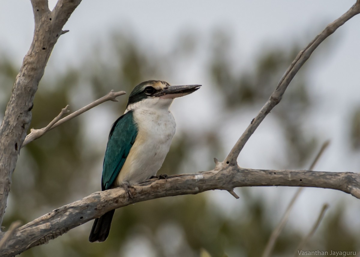 Collared Kingfisher - Vasanthan jayaguru