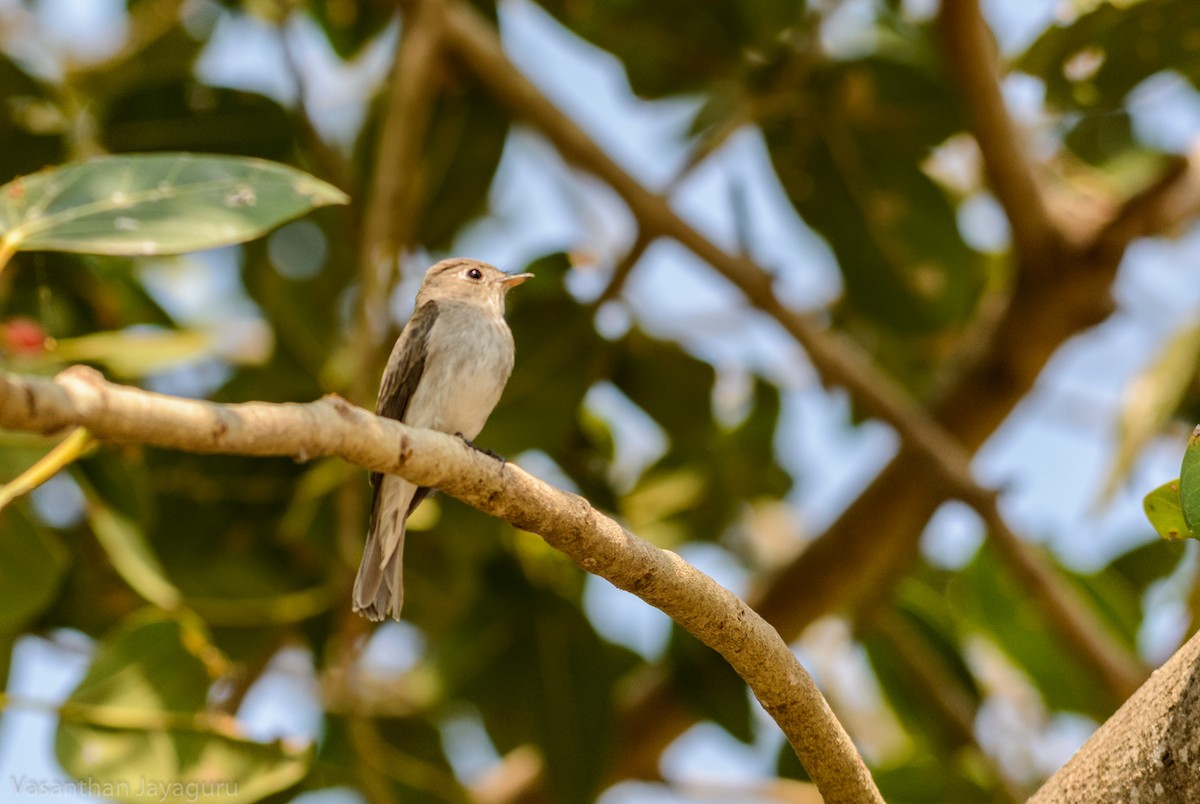 Asian Brown Flycatcher - Vasanthan jayaguru