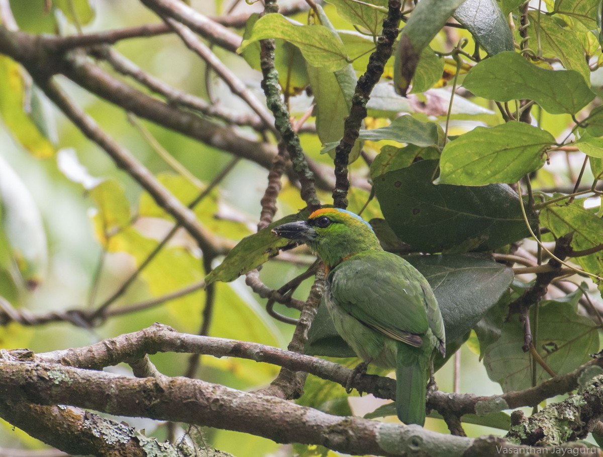Flame-fronted Barbet - ML205878601