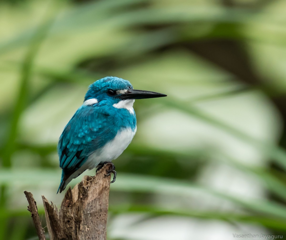 Small Blue Kingfisher - Vasanthan jayaguru