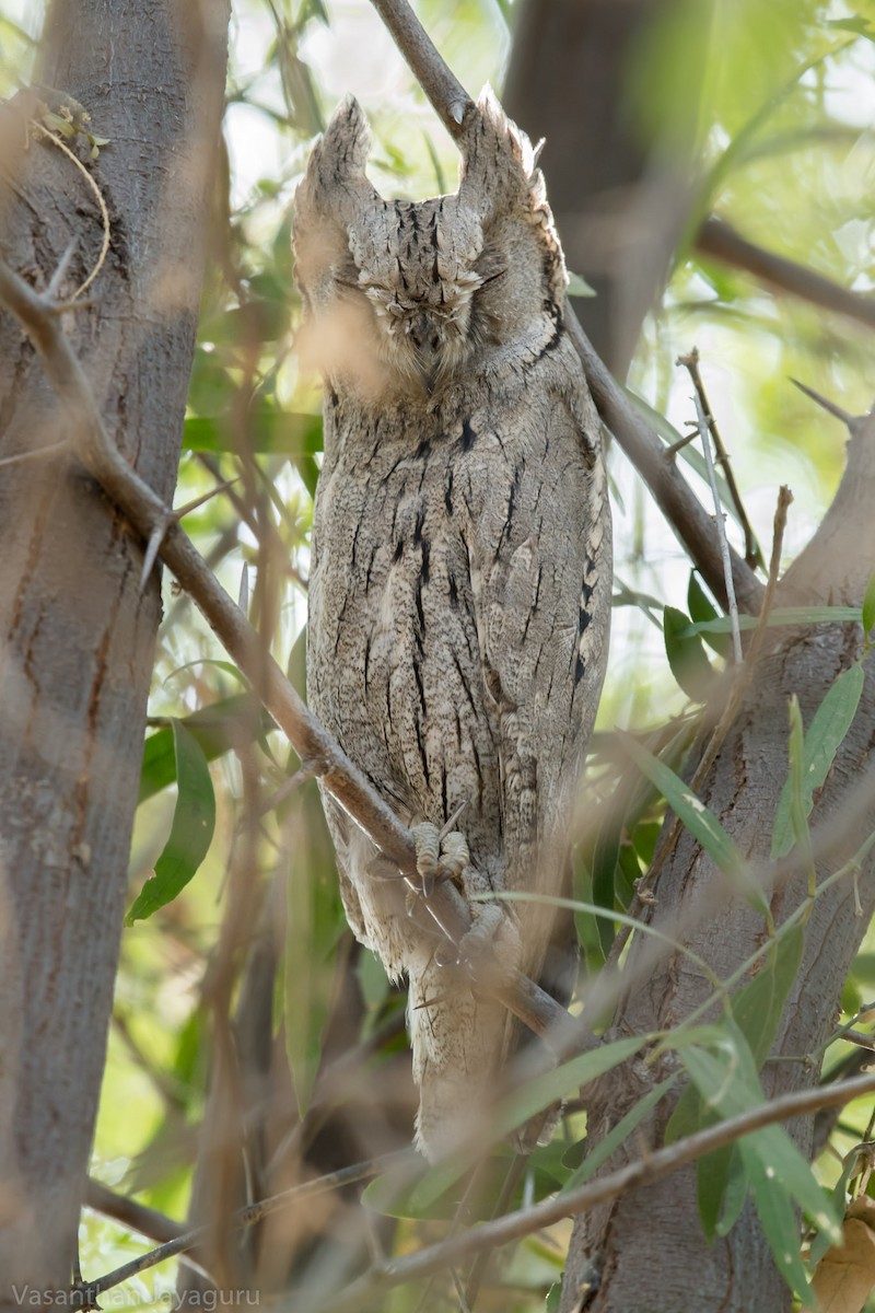 Pallid Scops-Owl - Vasanthan jayaguru