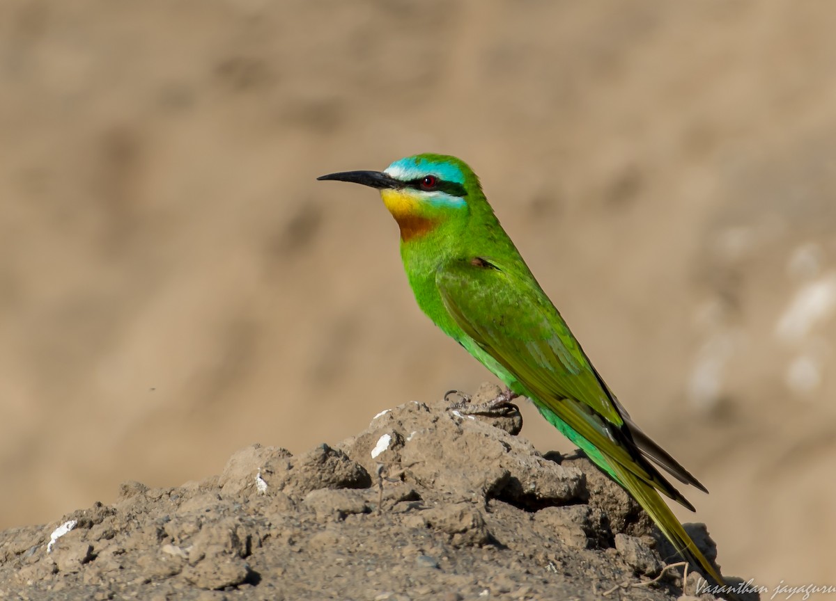 Blue-cheeked Bee-eater - Vasanthan jayaguru