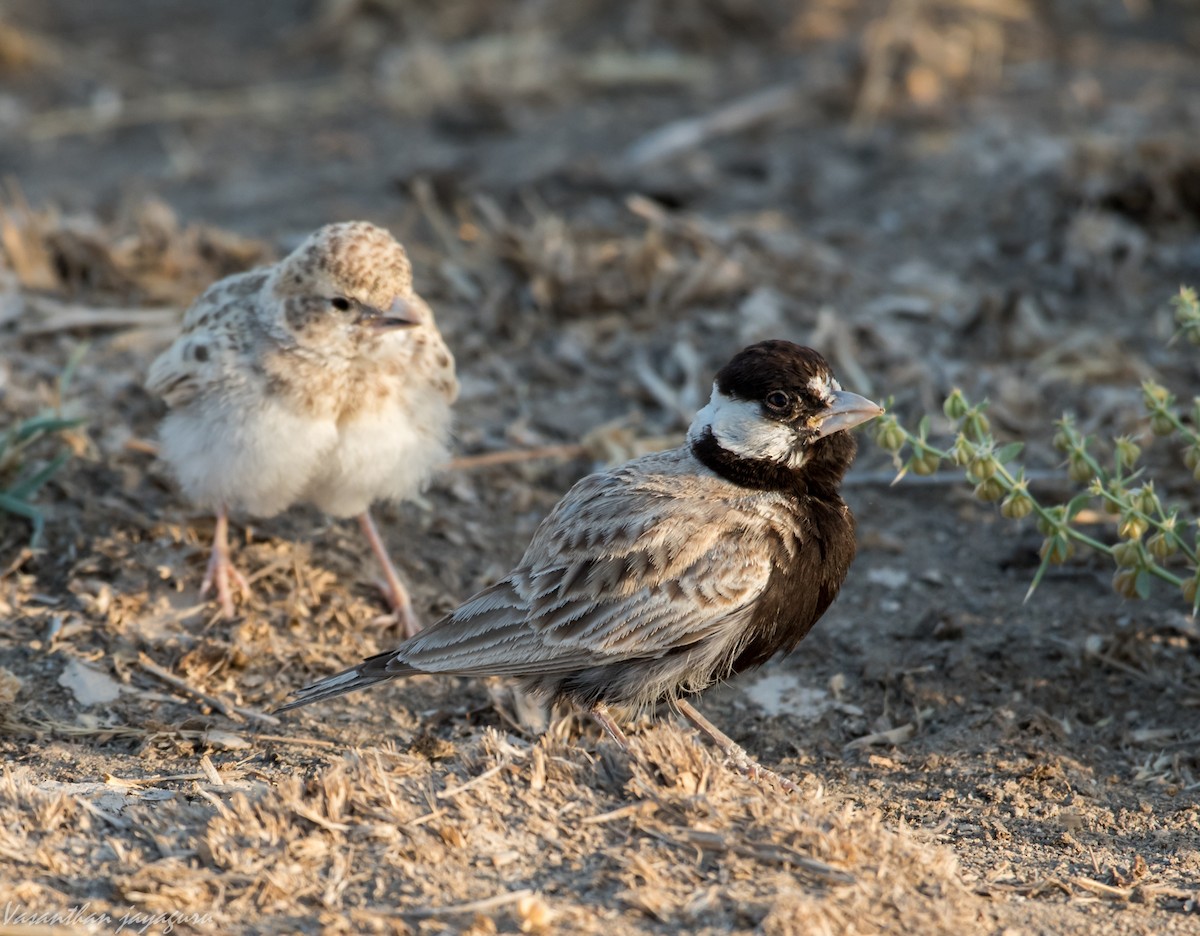 Black-crowned Sparrow-Lark - Vasanthan jayaguru