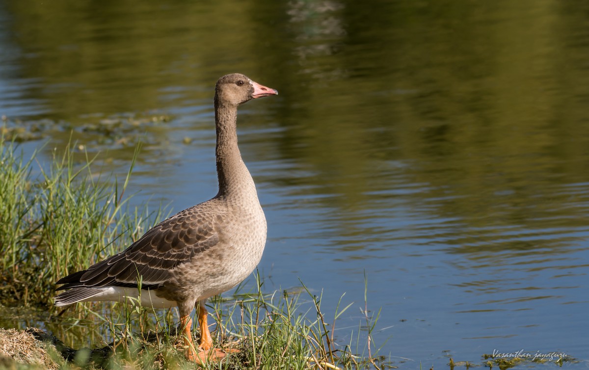 Greater White-fronted Goose - Vasanthan jayaguru