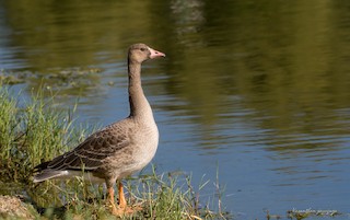 Greater White-fronted Goose, ML205878961