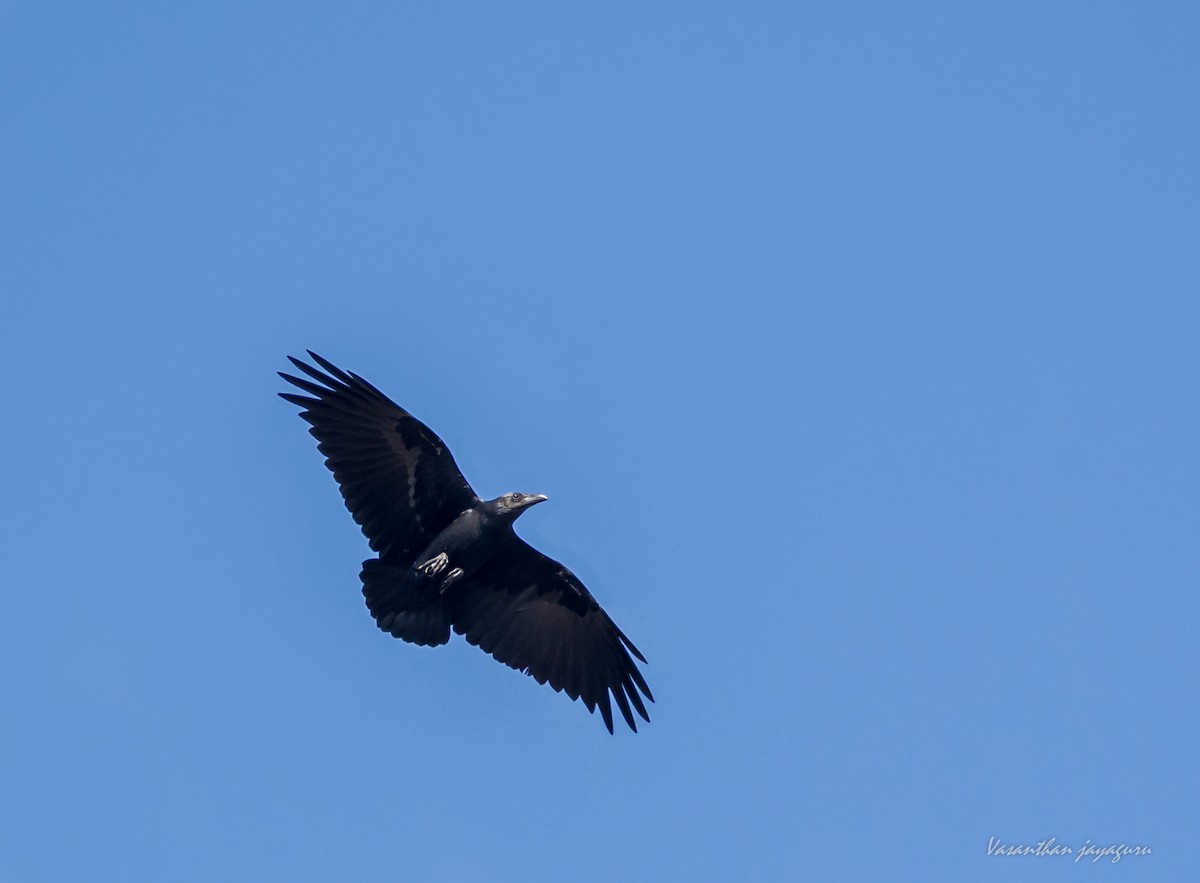 Fan-tailed Raven - Vasanthan jayaguru