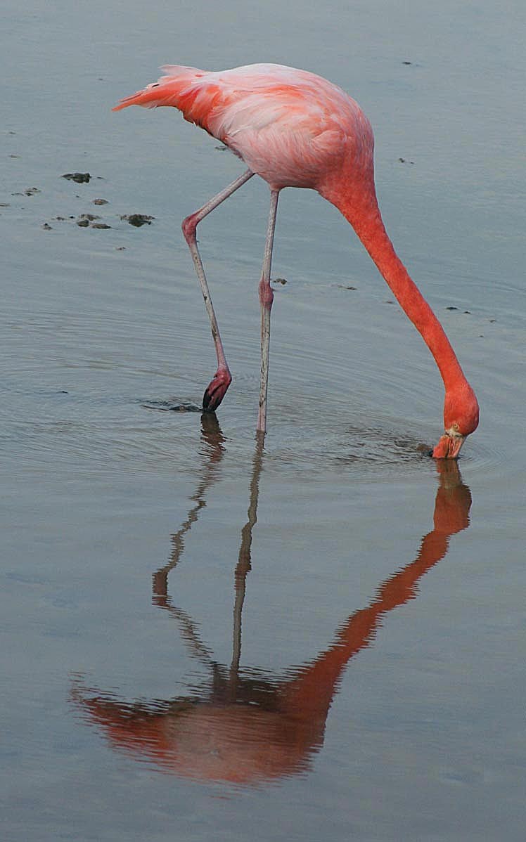 American Flamingo - A Emmerson
