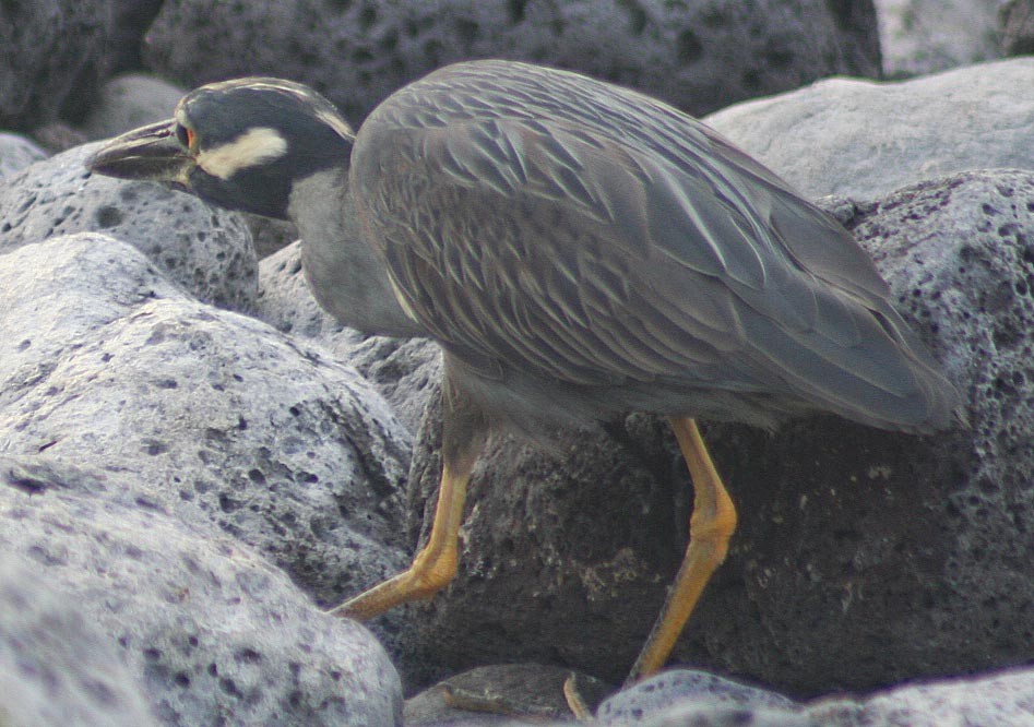 Yellow-crowned Night Heron (Galapagos) - A Emmerson