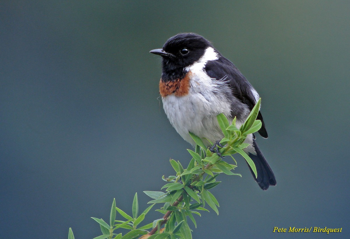 African Stonechat (African) - Pete Morris