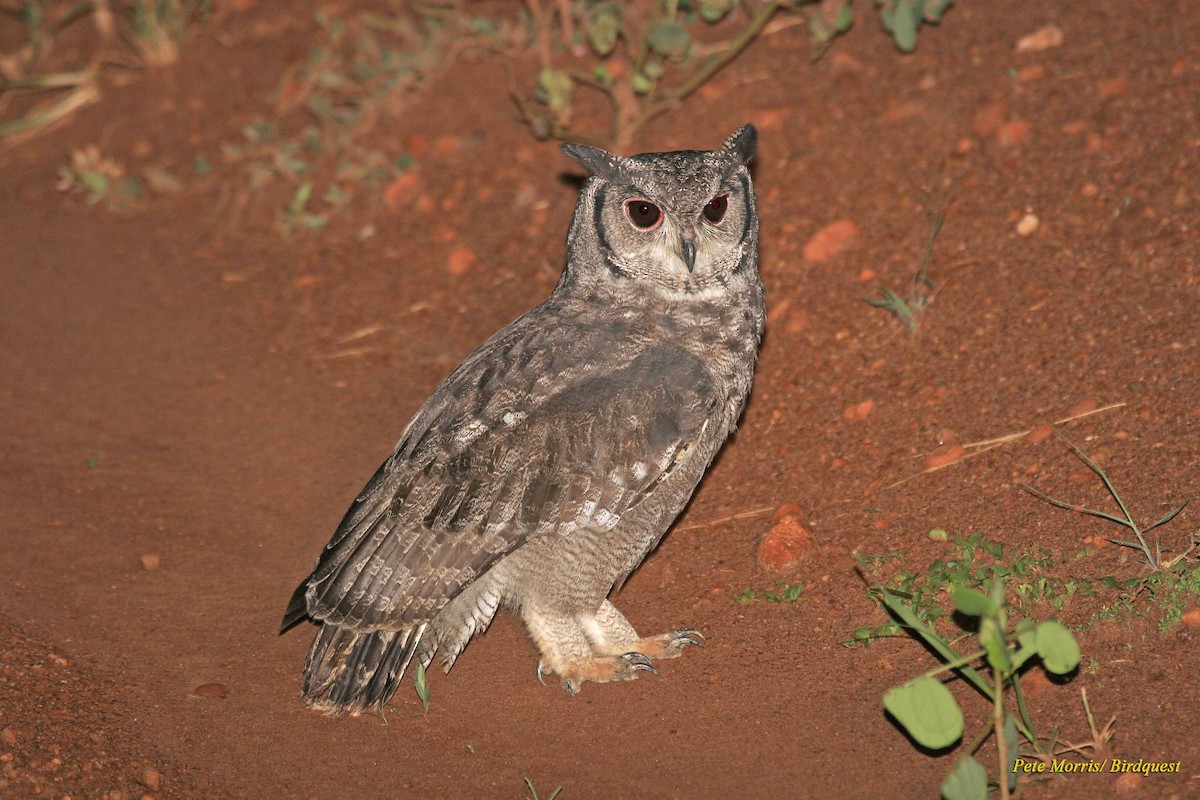 Grayish Eagle-Owl - Pete Morris