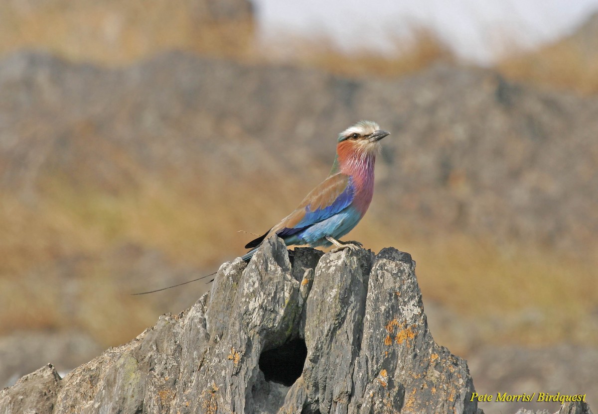 Lilac-breasted Roller - Pete Morris