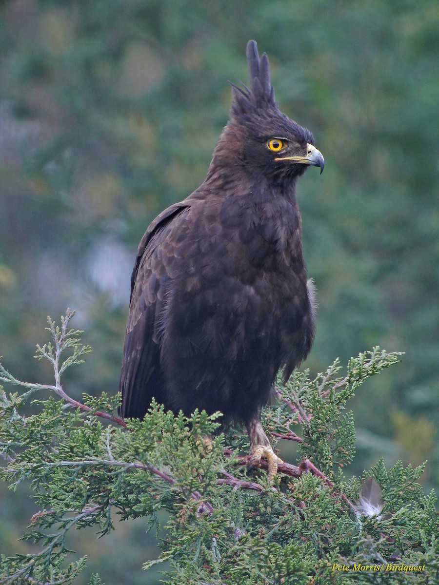 Long-crested Eagle - Pete Morris
