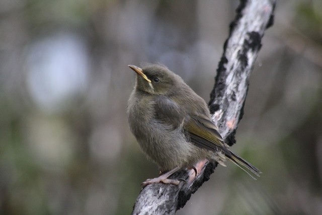 New Zealand Bellbird - Rémi Bigonneau