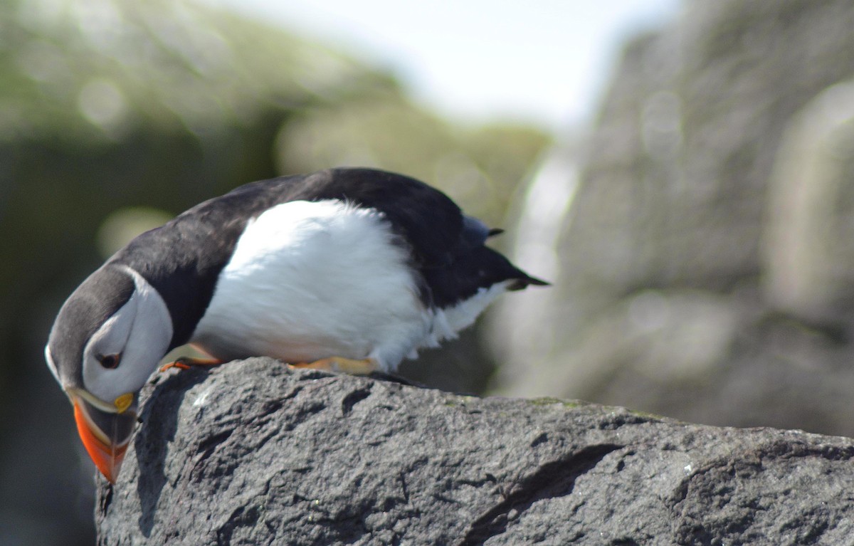 Atlantic Puffin - A Emmerson