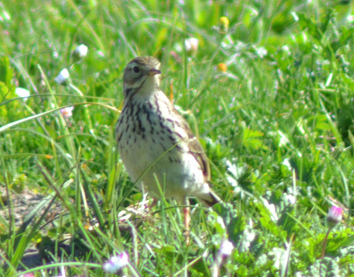 Meadow Pipit - A Emmerson