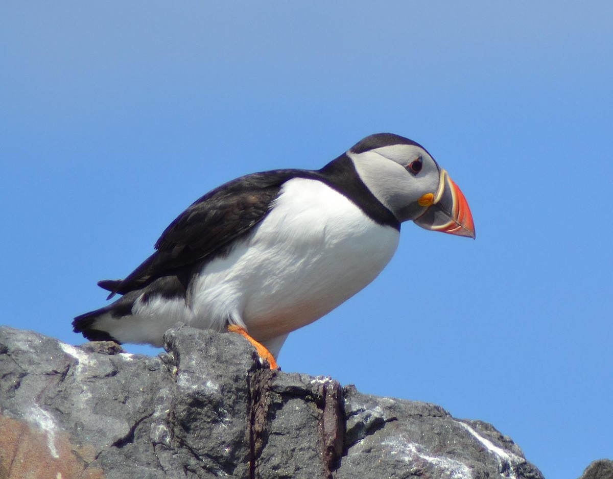 Atlantic Puffin - A Emmerson