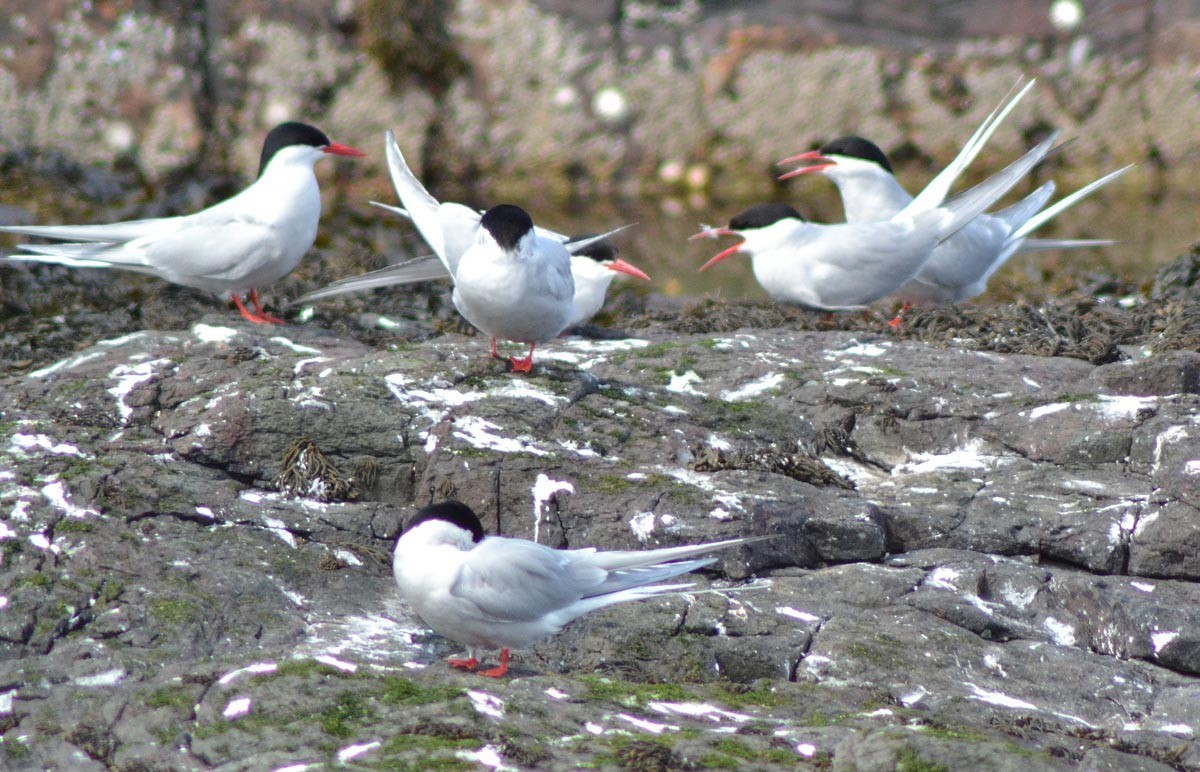 Arctic Tern - A Emmerson