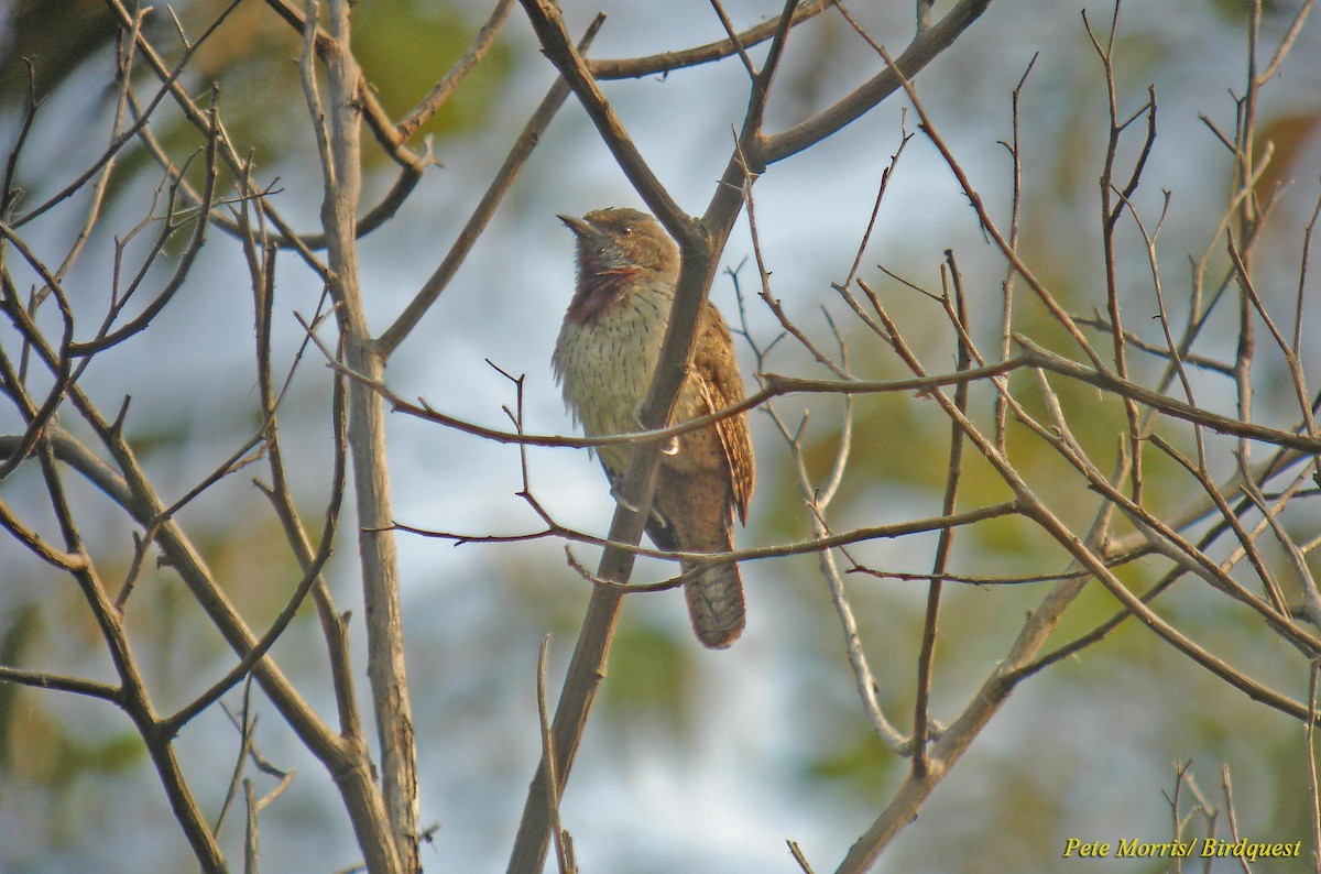 Rufous-necked Wryneck (Bar-throated) - Pete Morris