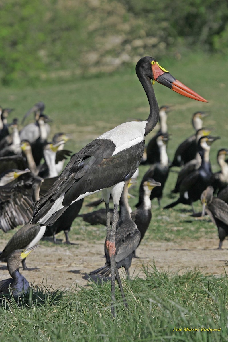 Saddle-billed Stork - Pete Morris