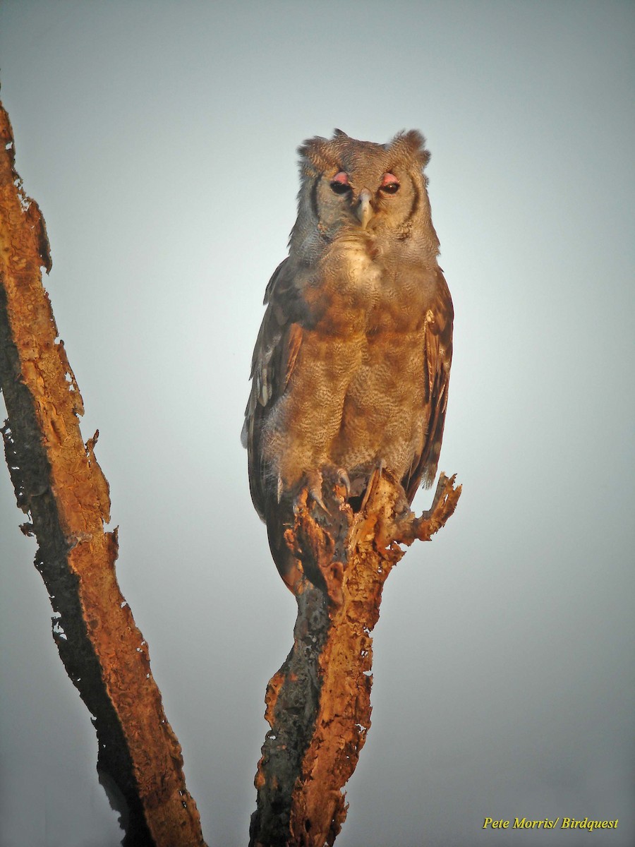 Verreaux's Eagle-Owl - Pete Morris