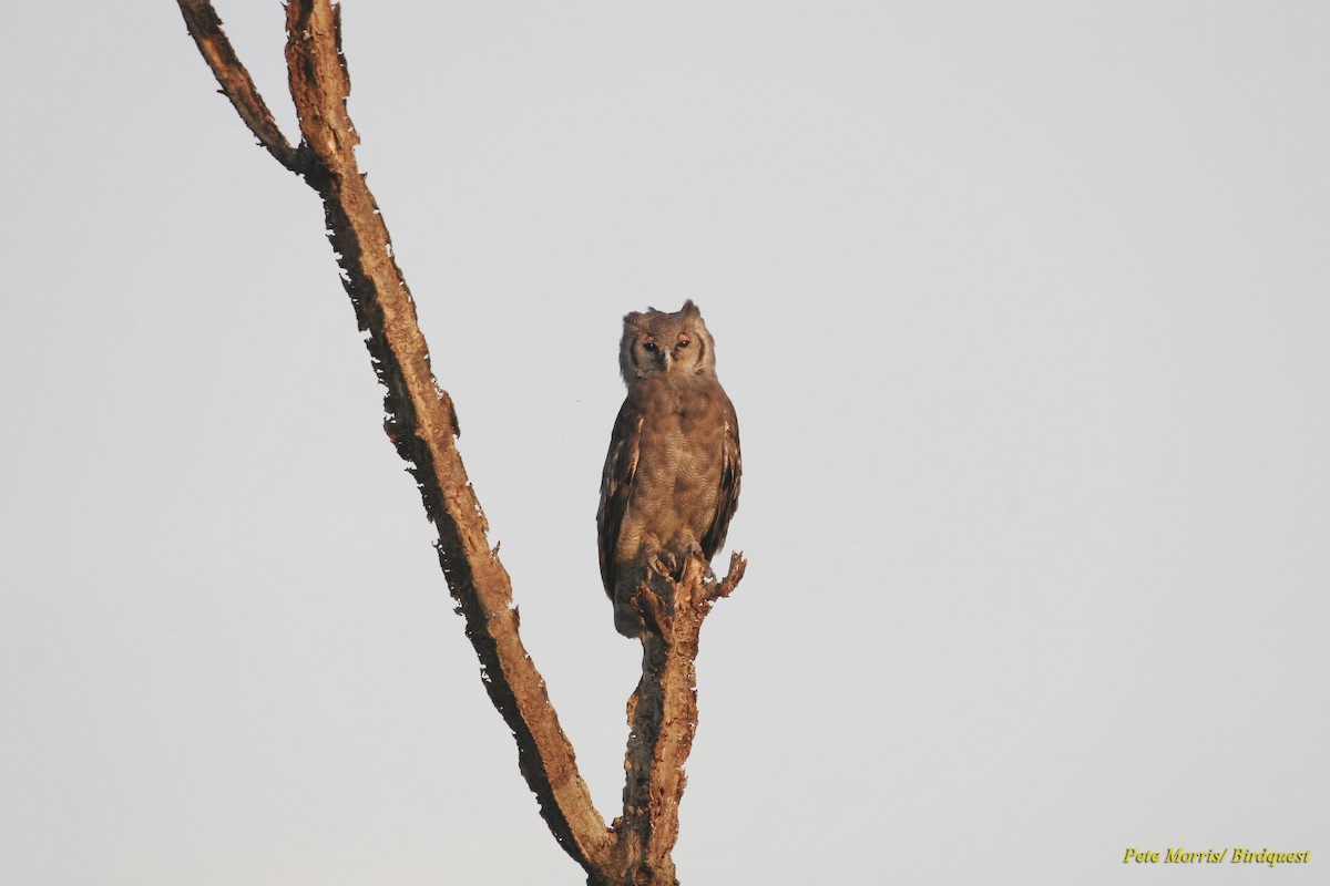 Verreaux's Eagle-Owl - Pete Morris