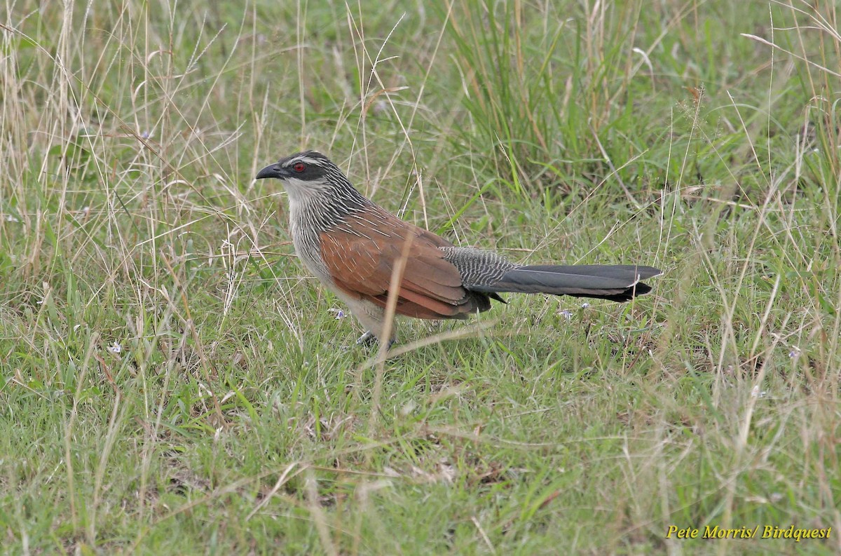 White-browed Coucal (White-browed) - Pete Morris