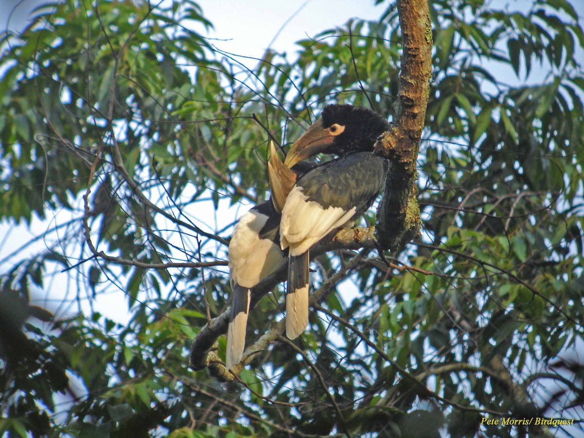 White-thighed Hornbill - Pete Morris