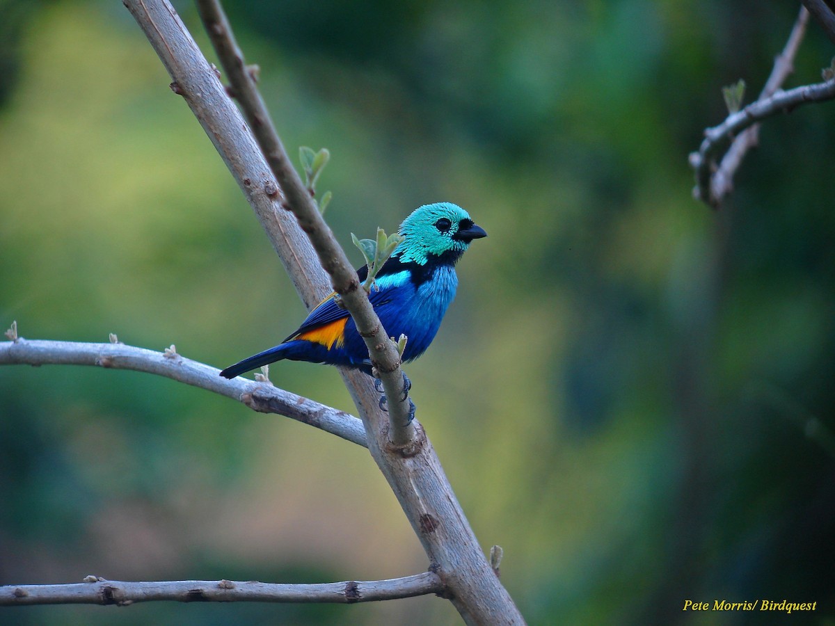 Seven-colored Tanager - Pete Morris