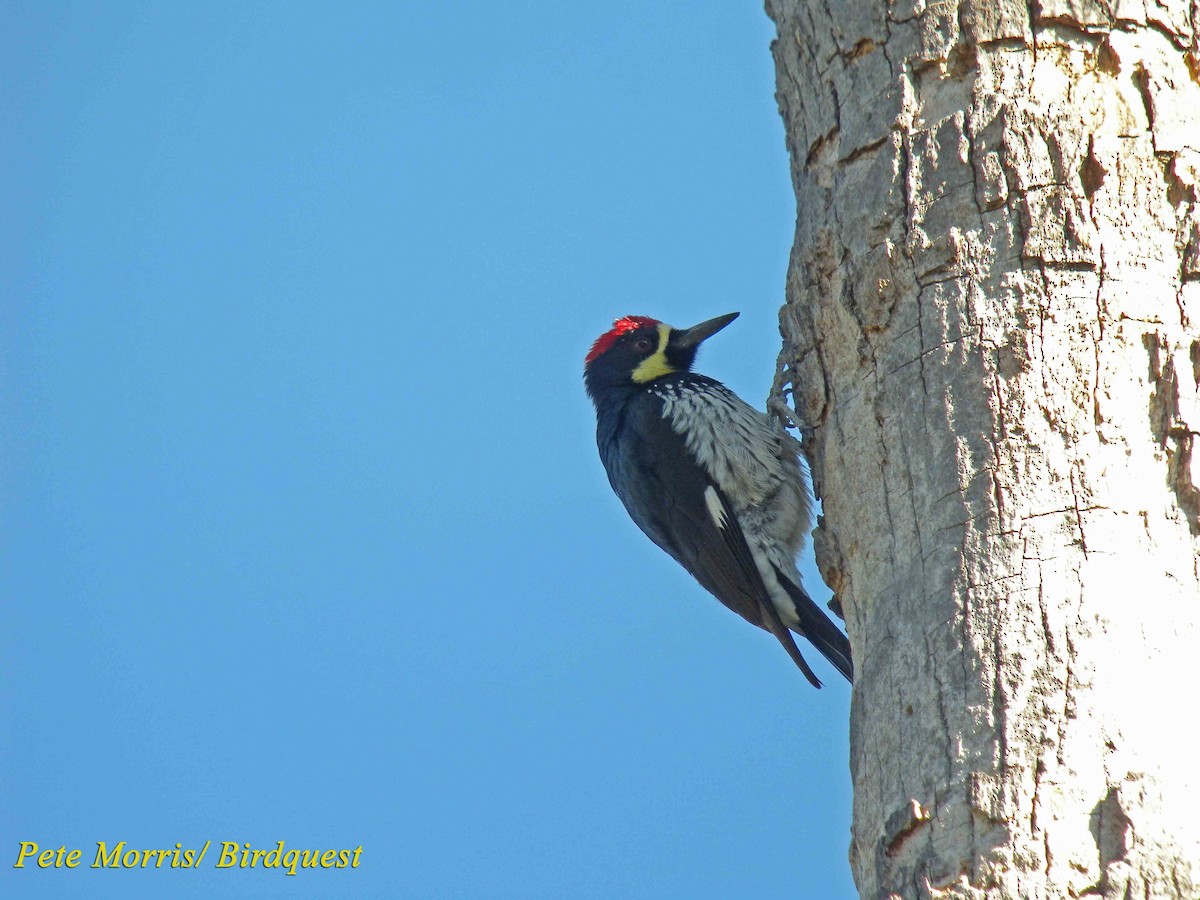 Acorn Woodpecker (Acorn) - Pete Morris