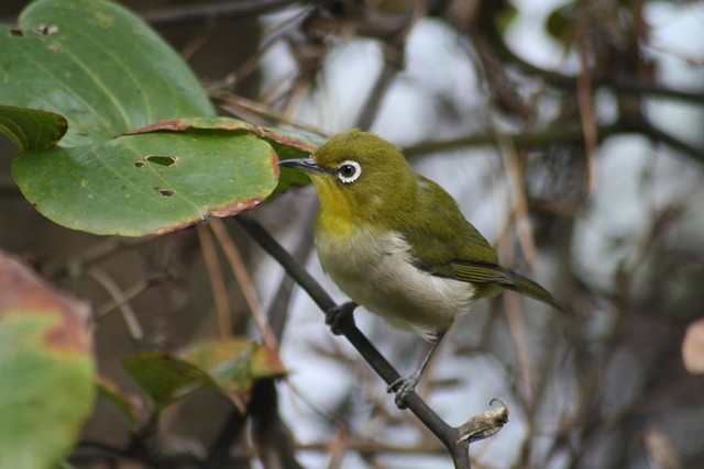 Photos - Warbling White-eye - Zosterops japonicus - Birds of the World