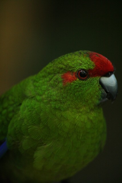 Red-crowned Parakeet - Rémi Bigonneau