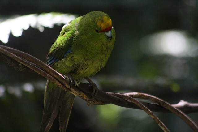Yellow-crowned Parakeet - Rémi Bigonneau